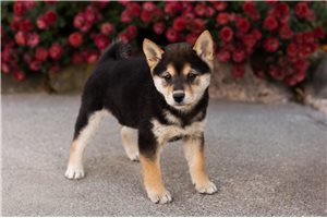 Suzie - puppy for sale