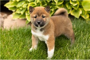 Lucy - Shiba Inu for sale