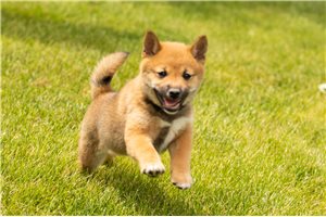 Lucas - Shiba Inu for sale