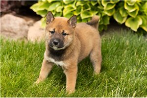 Lucinda - Shiba Inu for sale