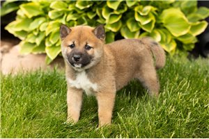 Luigi - Shiba Inu for sale
