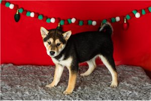 Sally - Shiba Inu for sale