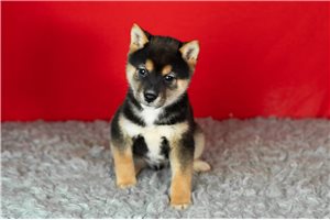 Bandit - Shiba Inu for sale
