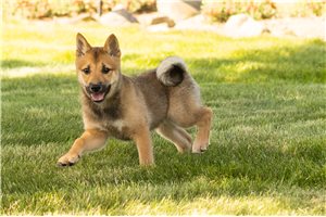 Murphy - Shiba Inu for sale