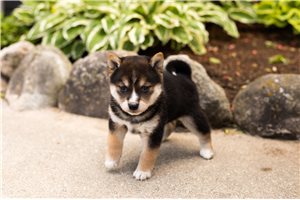 Carlton - puppy for sale