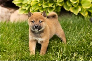 Lucas - puppy for sale