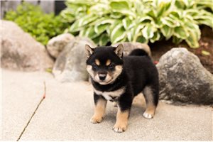 Conner - Shiba Inu for sale