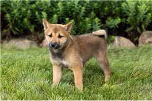 Murphy - Shiba Inu for sale