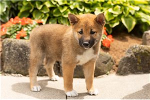 Luigi - Shiba Inu for sale