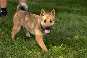 Murphy - Shiba Inu for sale
