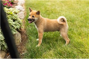 Luigi - Shiba Inu for sale