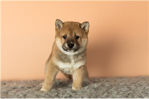 Saigo - puppy for sale