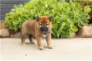 Moby - Shiba Inu for sale