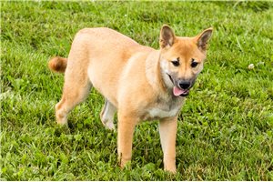 Luiz - Shiba Inu for sale
