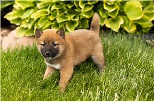 Lucile - puppy for sale