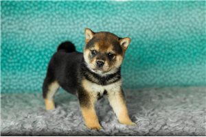 Babe - Shiba Inu for sale