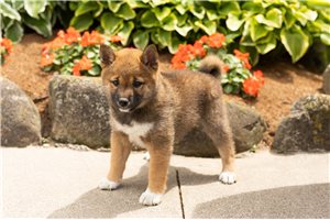 Luca - Shiba Inu for sale