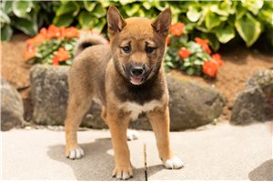 Lucinda - Shiba Inu for sale