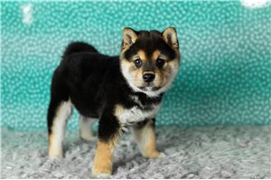 Aaron - Shiba Inu for sale
