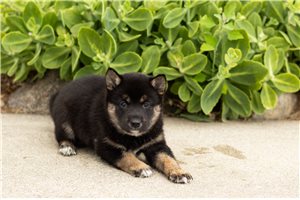Maisey - puppy for sale