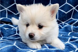 Daffodil - puppy for sale