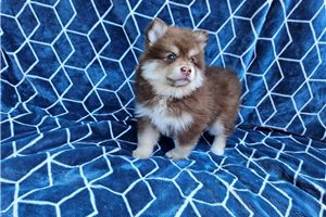 Clancy - puppy for sale