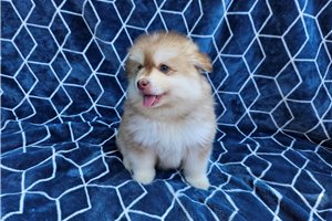 Charger - Pomsky for sale