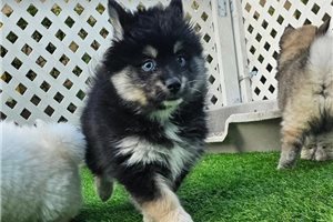 Daniel - puppy for sale