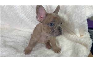 Gio - French Bulldog for sale