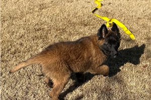 Victor - Belgian Malinois for sale