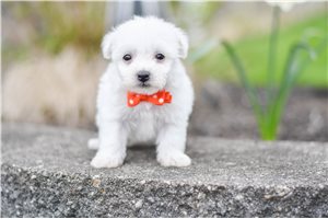 Buster - Bichon Frise for sale