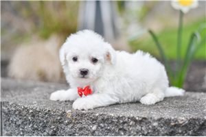 Blaze - puppy for sale