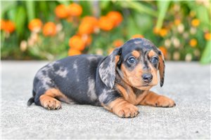 Dachshund Puppies in Virginia Beach: A Comprehensive Guide