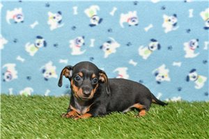 Huntington 2024 miniature dachshund