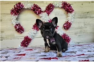 Jules - French Bulldog for sale