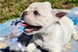 Hitch - French Bulldog for sale