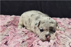 Heidi - French Bulldog for sale