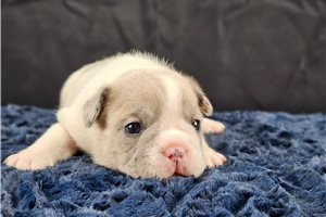 Hammy - French Bulldog for sale