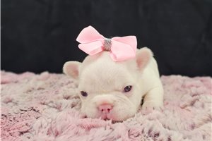 Holly - French Bulldog for sale
