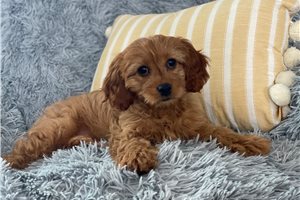 Caroline - Cavapoo for sale