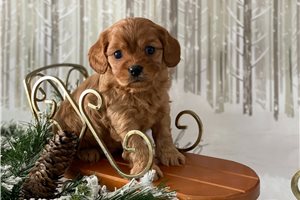 Carrie - Cavapoo for sale