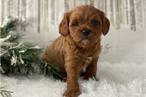 Chester - Cavapoo for sale