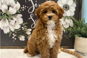August - Cavapoo for sale