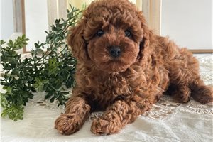 Erin - puppy for sale