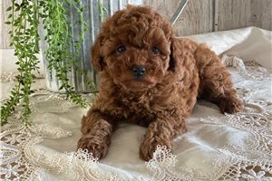 Gabriella - puppy for sale