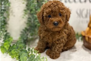 Mayweather - Poodle, Toy for sale