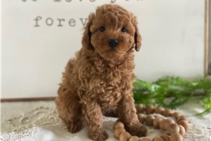Gideon - puppy for sale