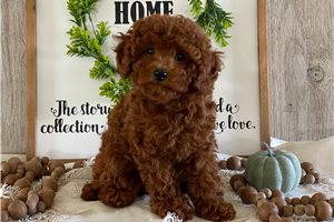 Lettie - puppy for sale