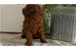 Hanson - Poodle, Toy for sale