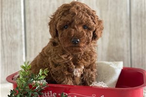 Fabio - Poodle, Toy for sale